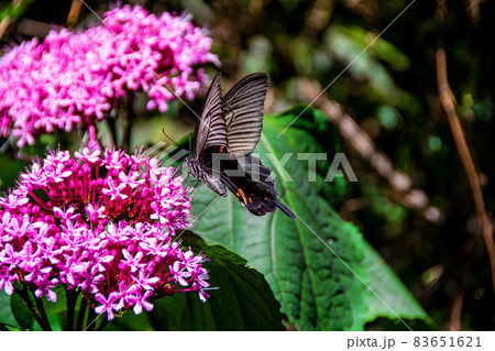 吸蜜するクロアゲハ・雄 83651621