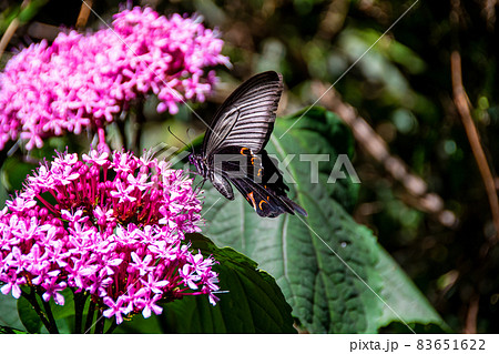 吸蜜するクロアゲハ・雄 83651622