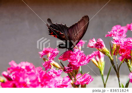 吸蜜するクロアゲハ・雄 83651624