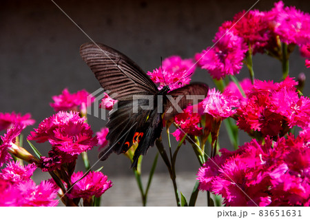 吸蜜するクロアゲハ・雄 83651631