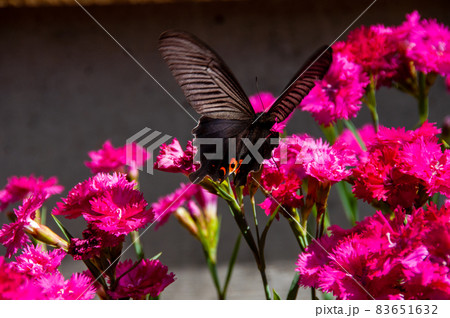 吸蜜するクロアゲハ・雄 83651632