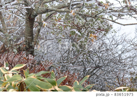 瓶ヶ森 山頂の景色 霧氷 (四国 愛媛県) 瓶ヶ森 山頂の景色 霧氷 (四国 愛媛県) 83651975