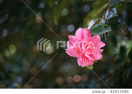 赤色の山茶花の花の咲く風景　アップ・イメージ 83652080