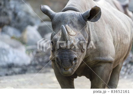 [動物]クロサイ（動物園の風景） 83652161