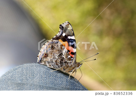 アカタテハ 83652336
