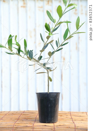 鉢植えされたオリーブの木 83652371