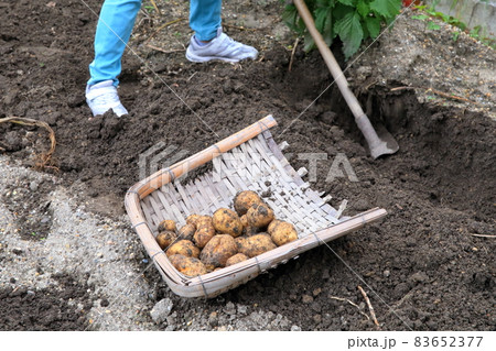 畑で収穫作業（ジャガイモ） 83652377