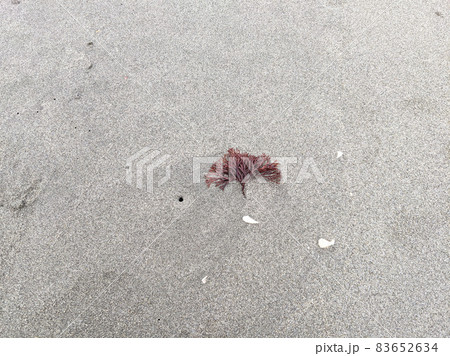 写真素材:海辺の砂場に打ち上げられた珊瑚 写真素材:海辺の砂場に打ち上げられた珊瑚 83652634