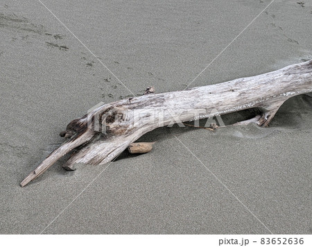 写真素材：海辺の砂場に佇む流木1 83652636