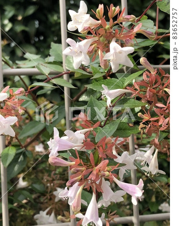 公園で見つけた花 83652757