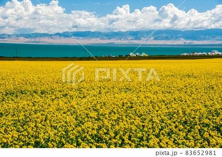 中国青海省　中国最大の塩水湖　青海湖　湖畔の菜の花畑 83652981