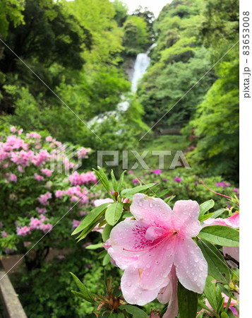 静岡県伊豆市大平の旭滝 83653008