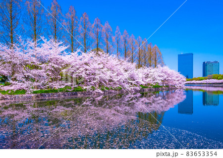 大阪城公園の桜 83653354