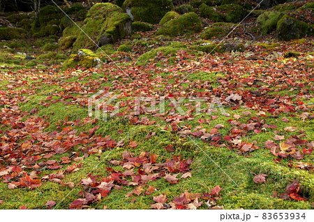 中禅寺湖南岸の風景 中禅寺湖南岸の風景 83653934