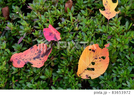 山形霞城公園 山形城 旧済生館 山形霞城公園 山形城 旧済生館 83653972