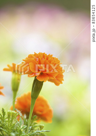 公園の花壇にオレンジ色のフレンチマリーゴールドが咲いています 公園の花壇にオレンジ色のフレンチマリーゴールドが咲いています