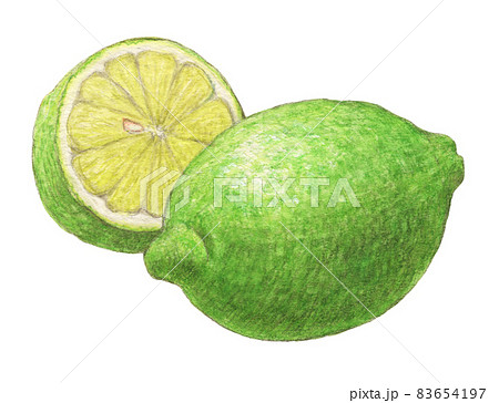 青レモン 水彩色鉛筆イラストのイラスト素材 [83654197] - PIXTA