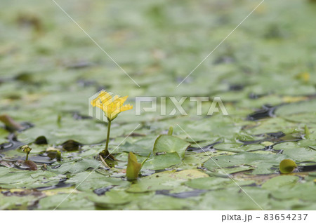 池の水の上にアサザの黄色い花が咲いています。学名はNymphoides peltataです。 83654237