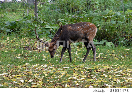 エゾシカ 83654478