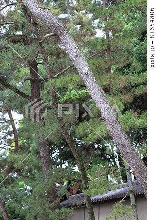 7D唐招提寺2018年観光その12 83654806
