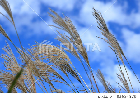 秋空の箱根仙石原のススキ 秋空の箱根仙石原のススキ 83654879