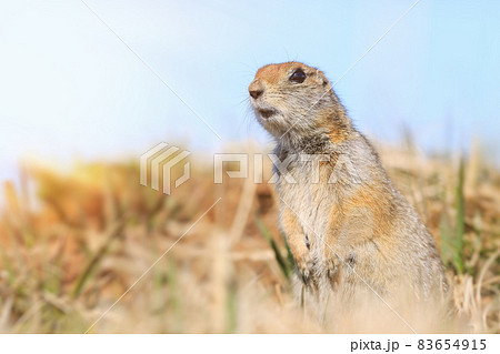 A curious gopher looks out of the grass 83654915