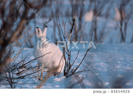 Tundra hare (Lepus timidus) sits on the snow. Tundra hare (Lepus timidus) sits on the snow. 83654929