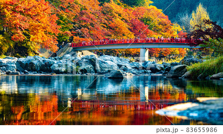 数多くのカエデやモミジが真っ赤に染まる美しい足助の紅葉 83655986