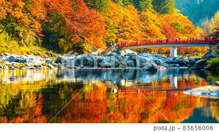 数多くのカエデやモミジが真っ赤に染まる美しい足助の紅葉 83656006