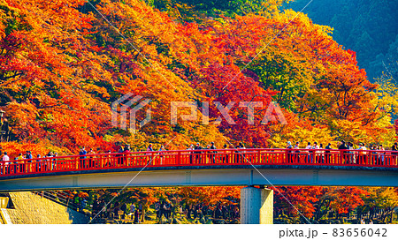 数多くのカエデやモミジが真っ赤に染まる美しい足助の紅葉 83656042