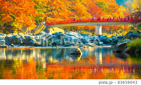 数多くのカエデやモミジが真っ赤に染まる美しい足助の紅葉 83656043