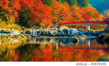 数多くのカエデやモミジが真っ赤に染まる美しい足助の紅葉 83656046