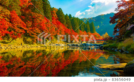 数多くのカエデやモミジが真っ赤に染まる美しい足助の紅葉 83656049