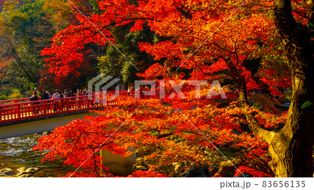 数多くのカエデやモミジが真っ赤に染まる美しい足助の紅葉 83656135