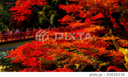 数多くのカエデやモミジが真っ赤に染まる美しい足助の紅葉 83656136