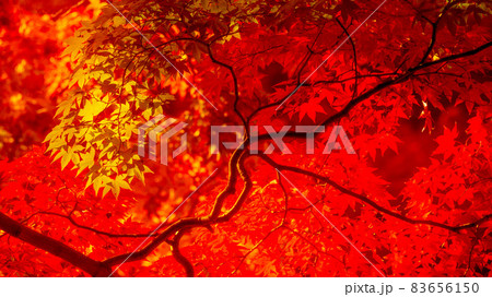 数多くのカエデやモミジが真っ赤に染まる美しい足助の紅葉 83656150