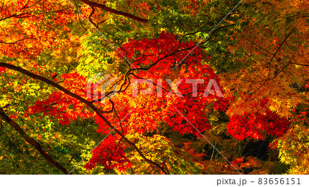 数多くのカエデやモミジが真っ赤に染まる美しい足助の紅葉 83656151