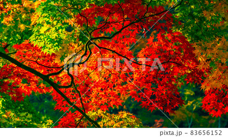 数多くのカエデやモミジが真っ赤に染まる美しい足助の紅葉 83656152