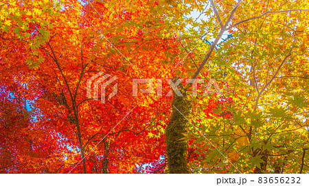 数多くのカエデやモミジが真っ赤に染まる美しい足助の紅葉 83656232