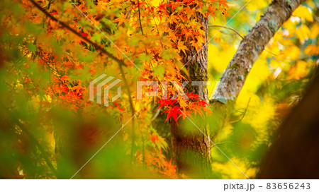 数多くのカエデやモミジが真っ赤に染まる美しい足助の紅葉 83656243