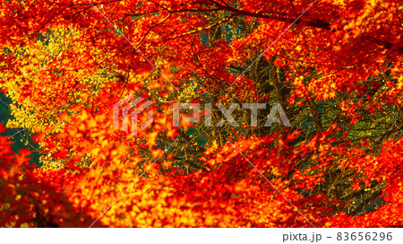 数多くのカエデやモミジが真っ赤に染まる美しい足助の紅葉 数多くのカエデやモミジが真っ赤に染まる美しい足助の紅葉 83656296