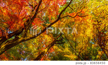 数多くのカエデやモミジが真っ赤に染まる美しい足助の紅葉 83656450