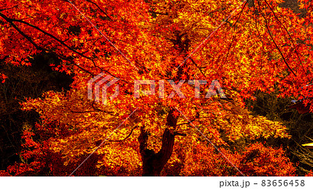数多くのカエデやモミジが真っ赤に染まる美しい足助の紅葉 数多くのカエデやモミジが真っ赤に染まる美しい足助の紅葉 83656458