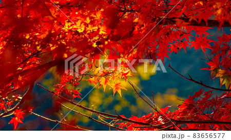 数多くのカエデやモミジが真っ赤に染まる美しい足助の紅葉 83656577