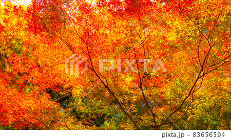 数多くのカエデやモミジが真っ赤に染まる美しい足助の紅葉 83656594