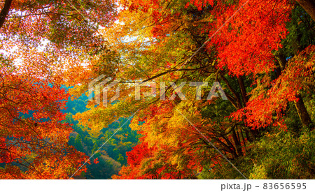 数多くのカエデやモミジが真っ赤に染まる美しい足助の紅葉 83656595