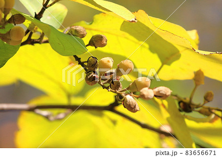 ハクウンボクの紅葉と実 ハクウンボクの紅葉と実 83656671