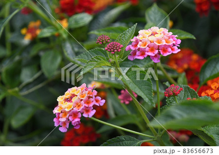 ランタナ 83656673