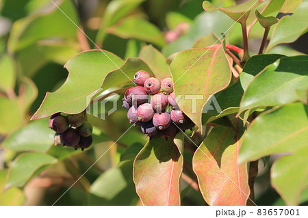 隠蓑（カクレミノ）の葉と実 83657001