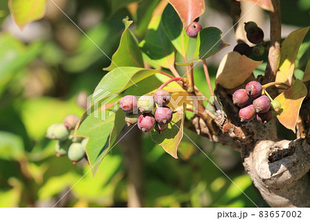 隠蓑（カクレミノ）の葉と実 83657002